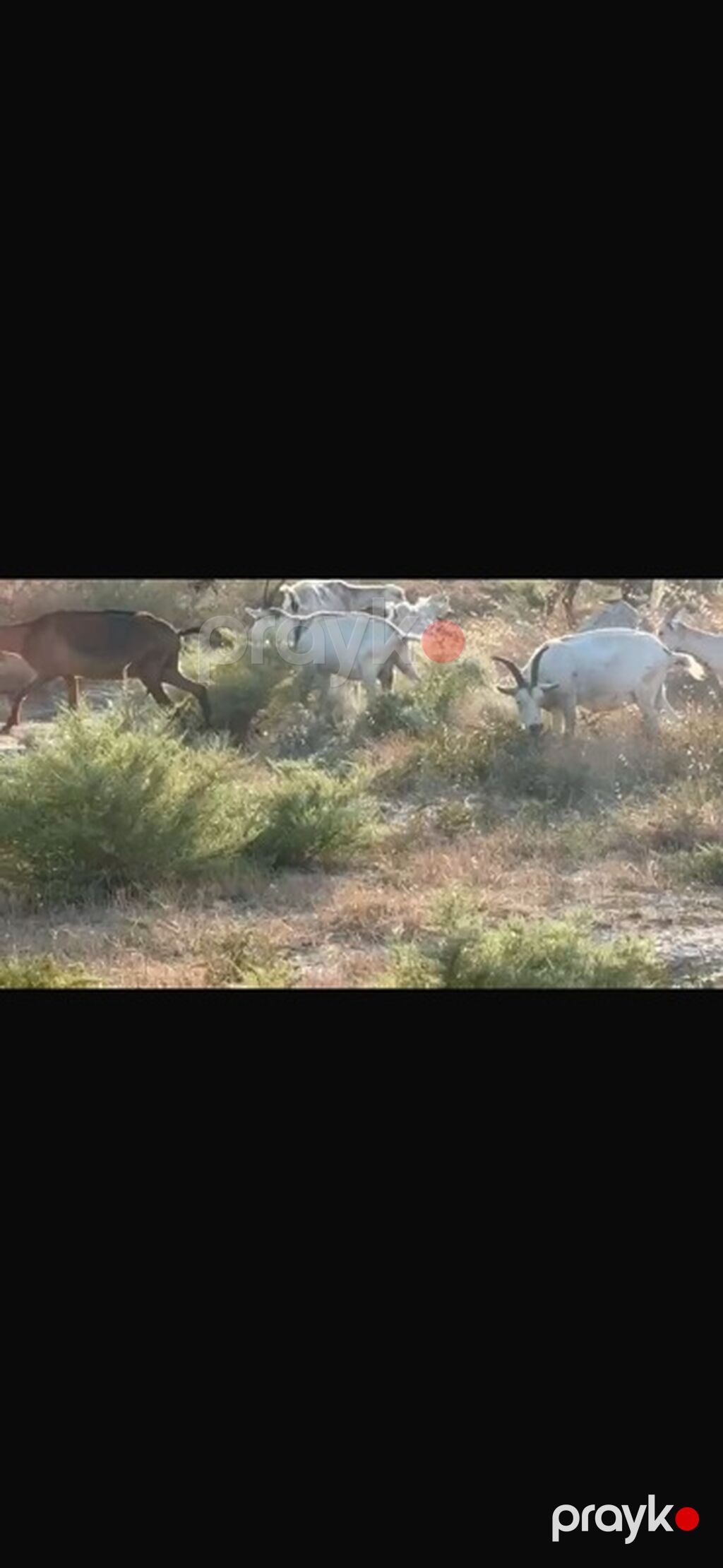 Agribal alpin ober(H) sanen 3 ed ana oberhas 6 ed sanen 1 ed ana heleb — Kənd təsərrüfatı heyvanları, Sumqayıt (4)
