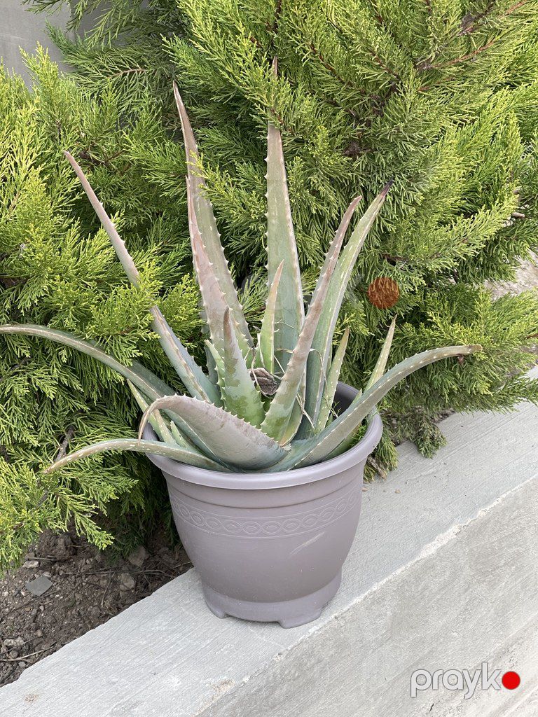 Aloe vera — Bitkilər, Bakı (3)