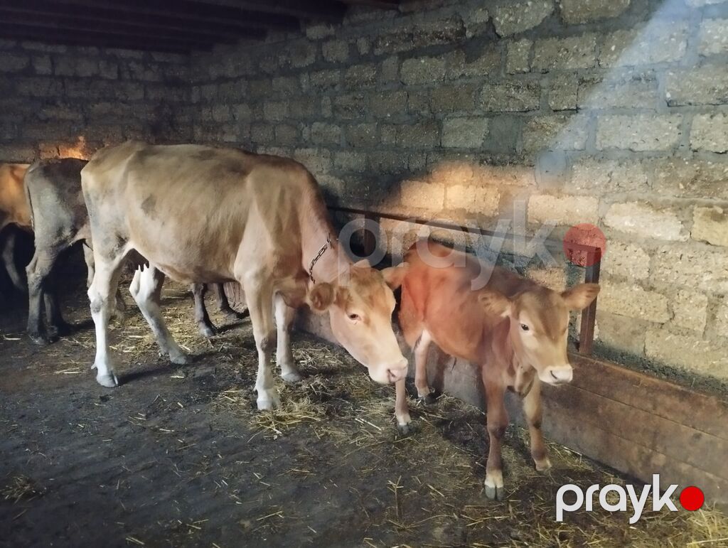 Dişi, il: 4, Südlük, Ünvandan götürmə — Kənd təsərrüfatı heyvanları, Quba (3)