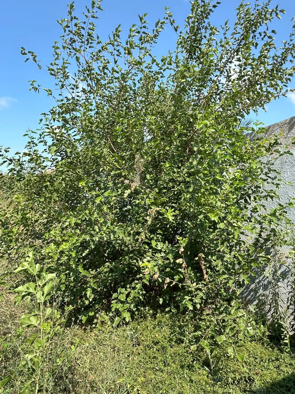 Maştağa, Torpaq satılır - 4.8 sot — Torpaq, Bakı (4)