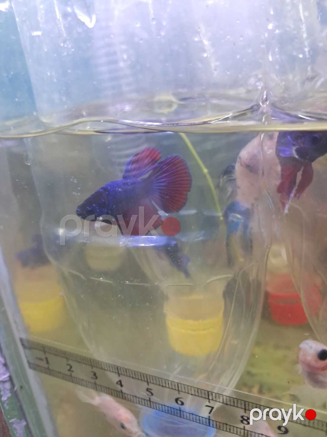Betta balığı — Akvariumlar və balıqlar, Bakı (5)
