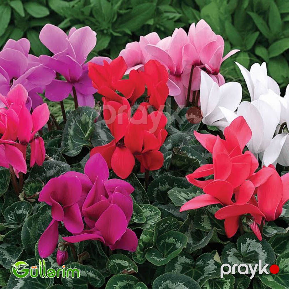 Siklamen (Cyclamen) — Bitkilər, Bakı (2)