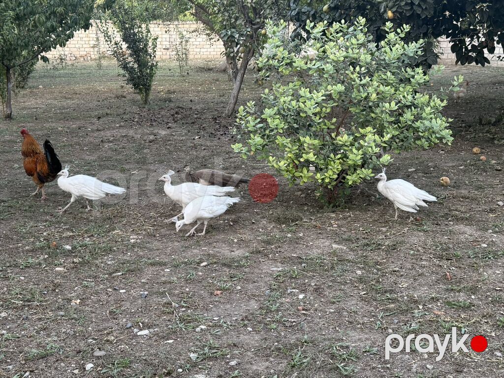 Tovuzquşu balaları - Ağcabədi rayonunda yerləşir. - cütü 150 azndir — Digərləri, Ağcabədi (8)