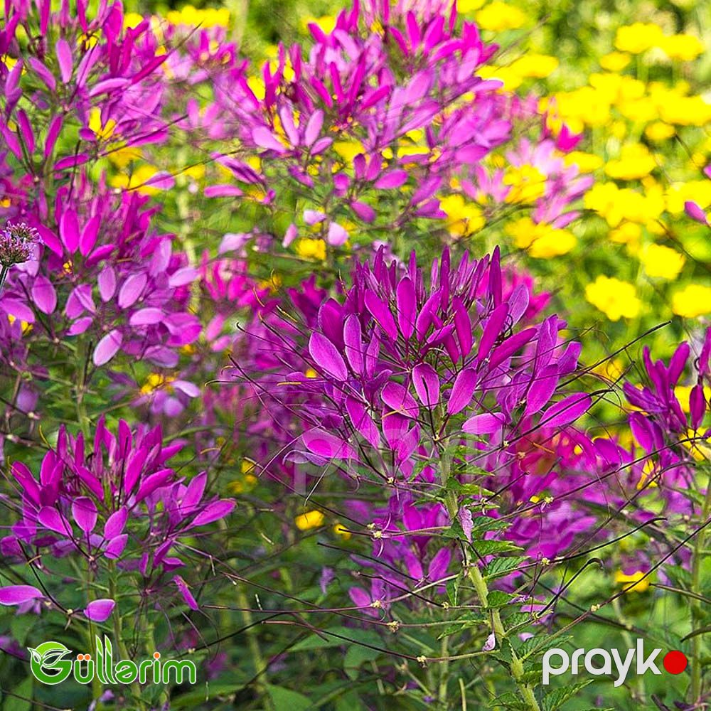 Kleoma (Cleome hassleriana) — Bitkilər, Bakı (5)