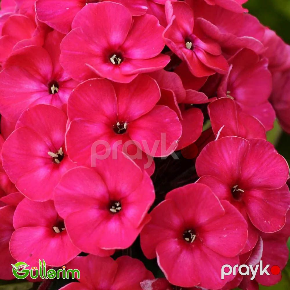 Floks (Phlox paniculata) — Bitkilər, Bakı (4)
