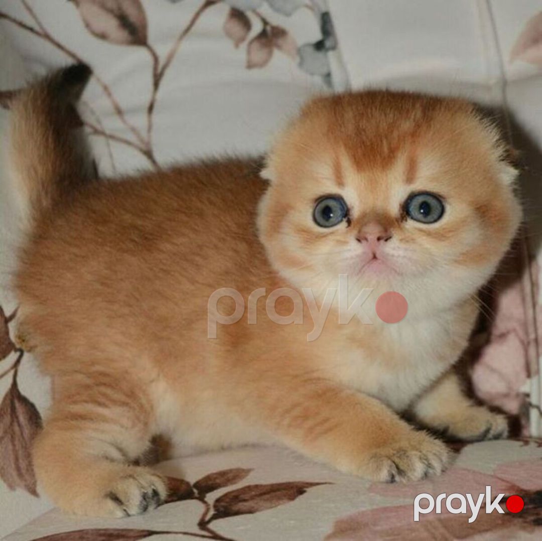 Qızılı şinşilla pişiyi balası — Pişiklər, Bakı (8)