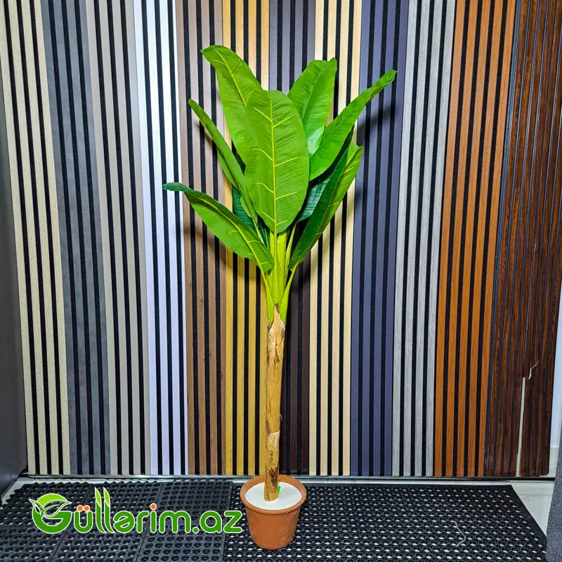 Süni Banana Ağacı (Musa) — Bakı