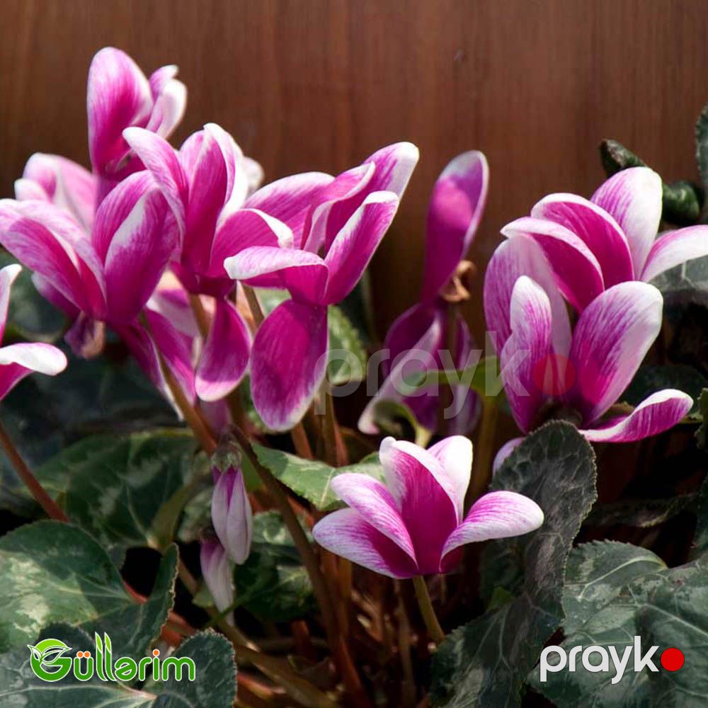 Siklamen (Cyclamen) — Bitkilər, Bakı (5)