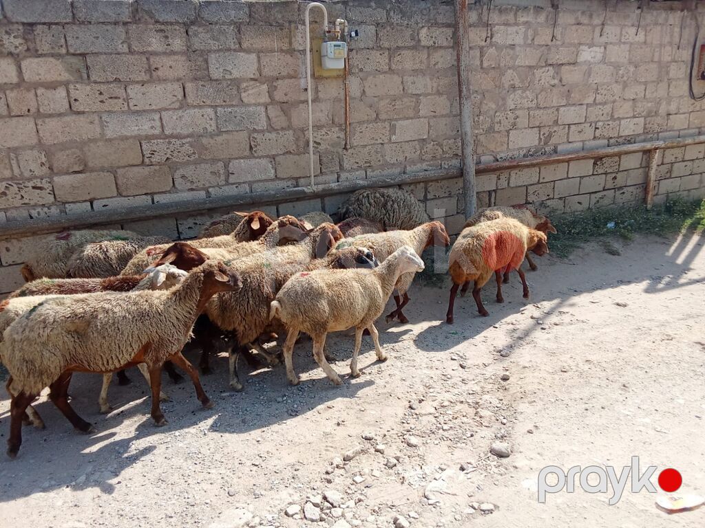 1 baş qoyun 210 azn dir doğmuş qoyunlardı qoçunu alıblar — Kənd təsərrüfatı heyvanları, Digah (5)