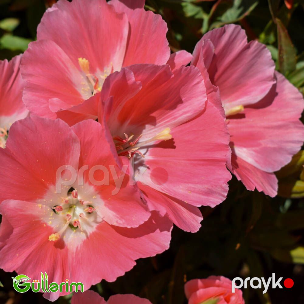 Godeçiya (Godetia) — Bitkilər, Bakı (3)