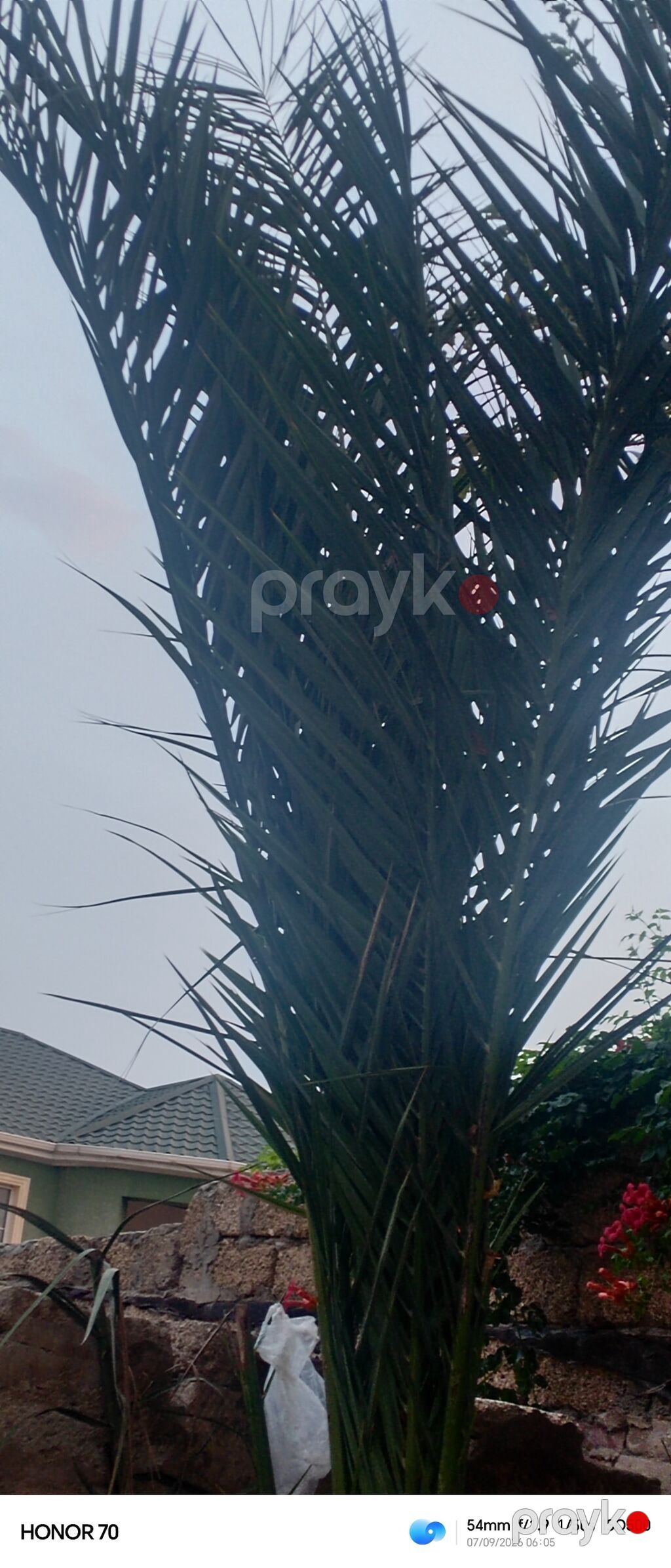 Xurma xurması (palma ağacı) – iri ölçülü dekorativ ağac - Növ: Xurma — Ağaclar və fidan, Digah (6)