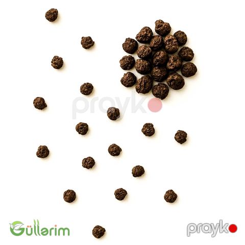 Aslan qızı (Antirrhinum majus)