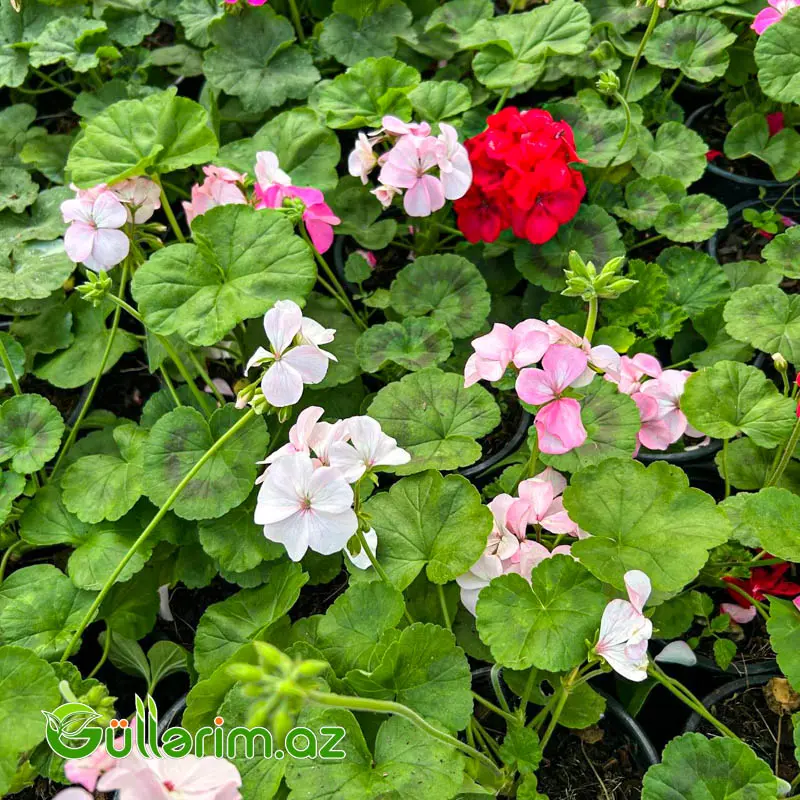 Qeranium (Pelargonium / Geranium) — Bitkilər, Bakı (2)