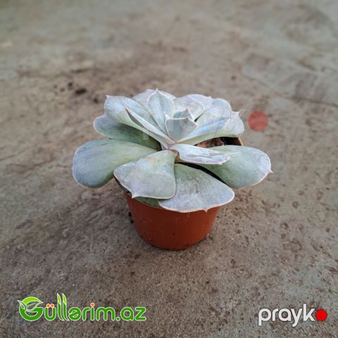 Sukulent (Ağ Echeveria)