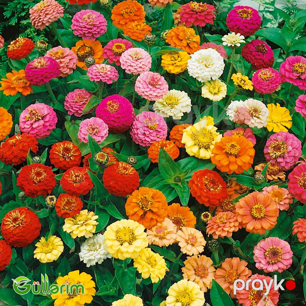 Zinnia (Zinnia elegans) — Bitkilər, Bakı (5)