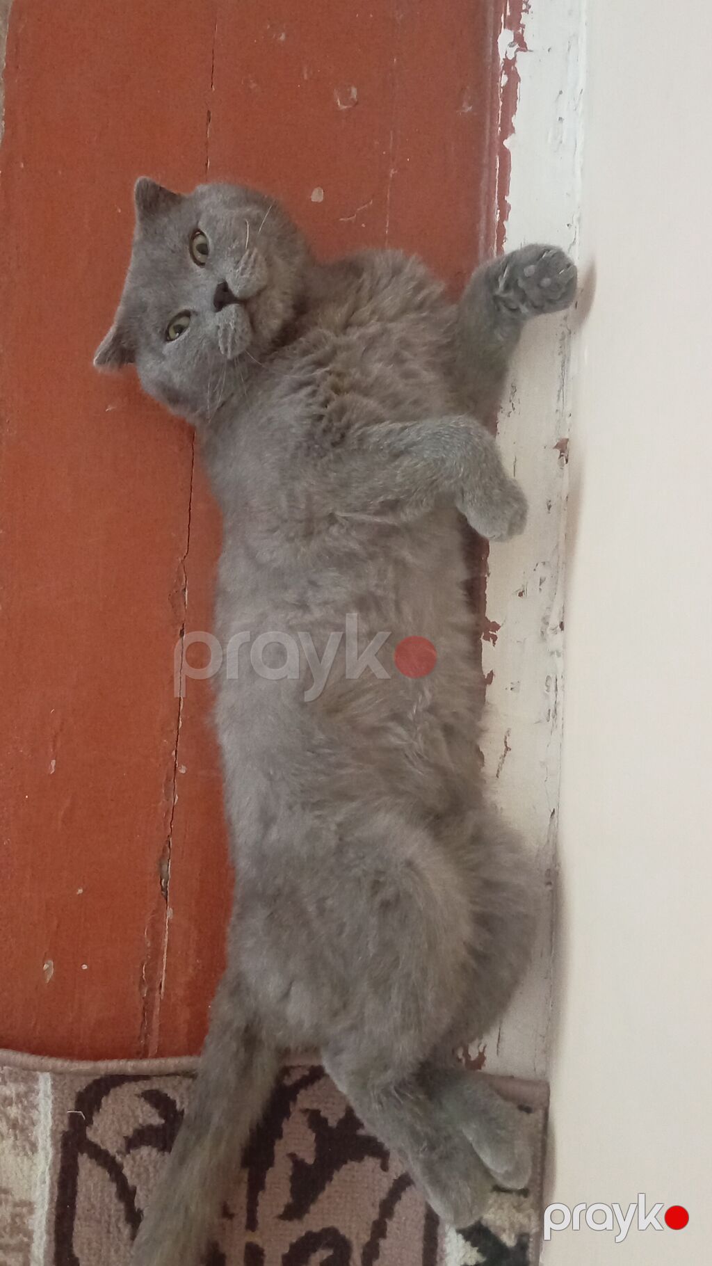 Şotland yastı qulaq, Erkək, Ünvandan götürmə — Pişiklər, Gəncə (2)