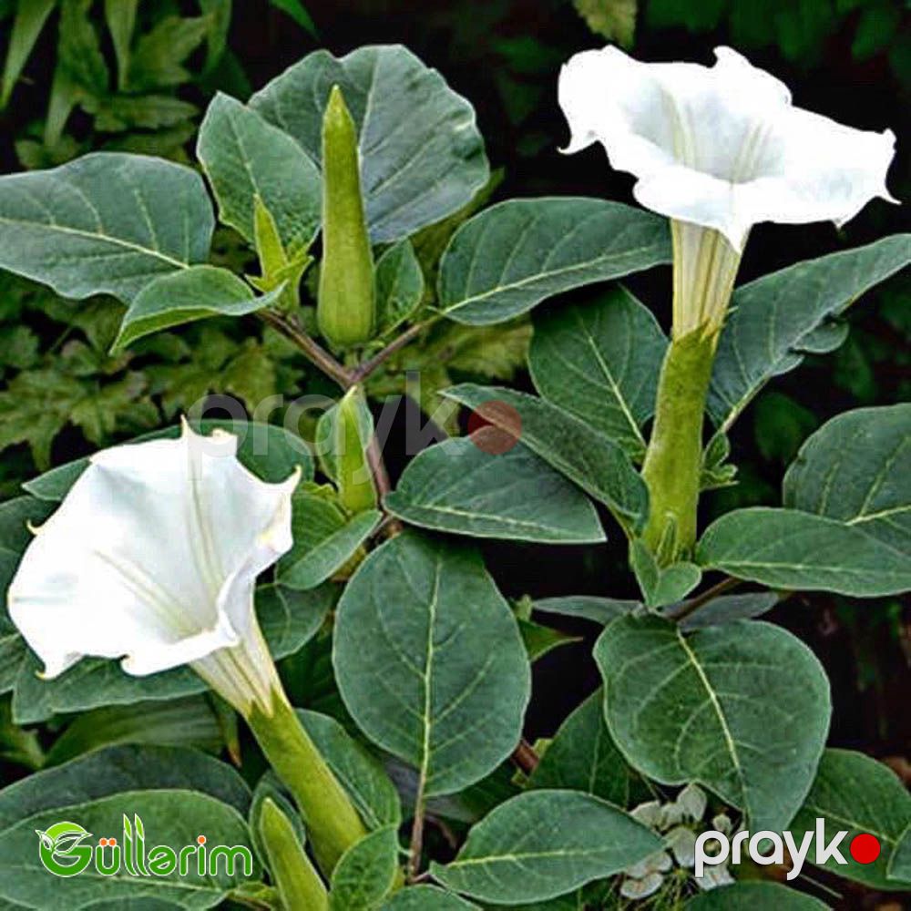 Datura (Şeytan alması" və ya "Ay çiçəyi") — Bitkilər, Bakı (3)