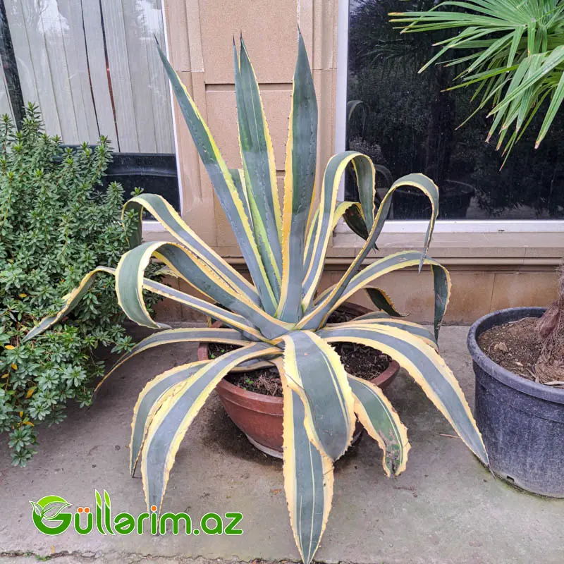 Agave Americana – Zolaqlı İri Dekorativ Aqava — Bitkilər, Bakı (2)