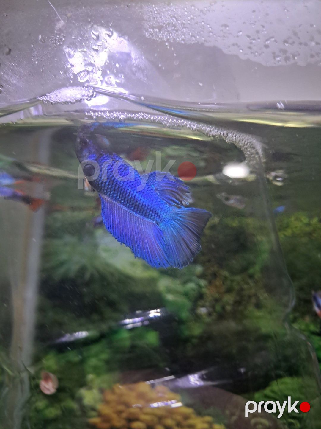Betta balığı — Akvariumlar və balıqlar, Bakı (4)