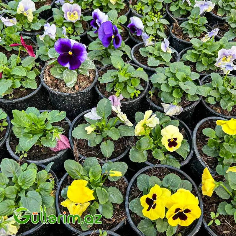 Pansiya (Viola / Pansy) — Mallar