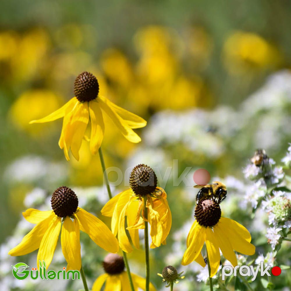 Ratibida (Ratibida pinnata) — Bitkilər, Bakı (3)