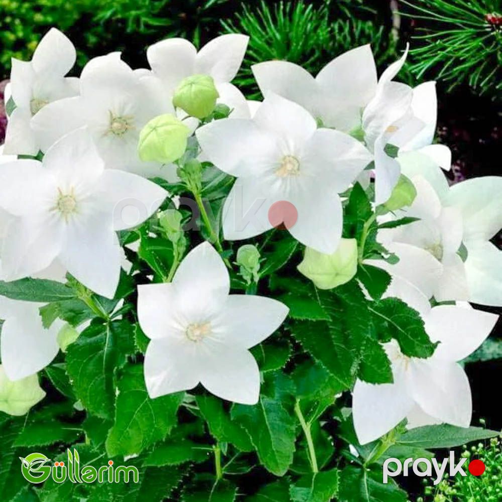 Geniş çanlı zəng çiçəyi (Campanula persicifolia) — Bitkilər, Bakı (3)