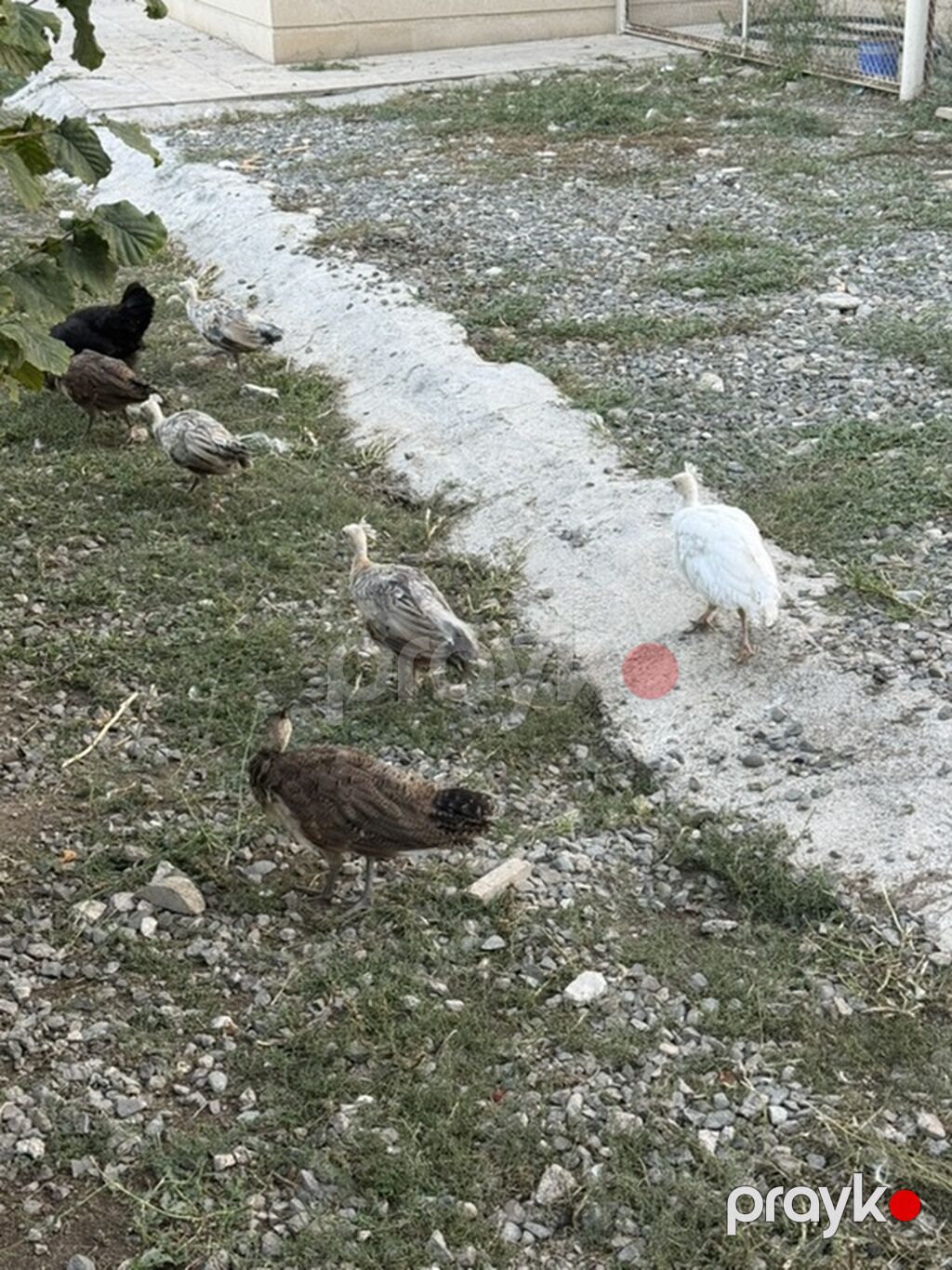 Tovuzquşu balaları - Ağcabədi rayonunda yerləşir. - cütü 150 azndir — Digərləri, Ağcabədi (10)