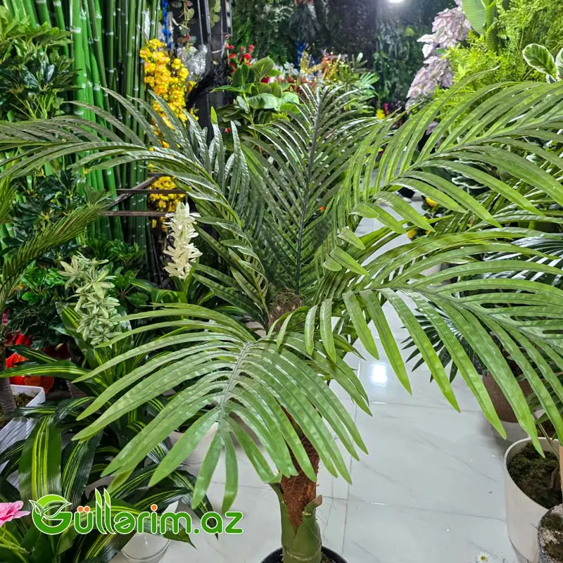 reka Palması (Areca Palm) — Dekor və interyeri, Bakı (2)