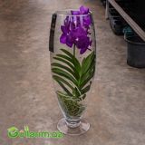 Vanda Orxideya (Vanda Orchid) — Goods