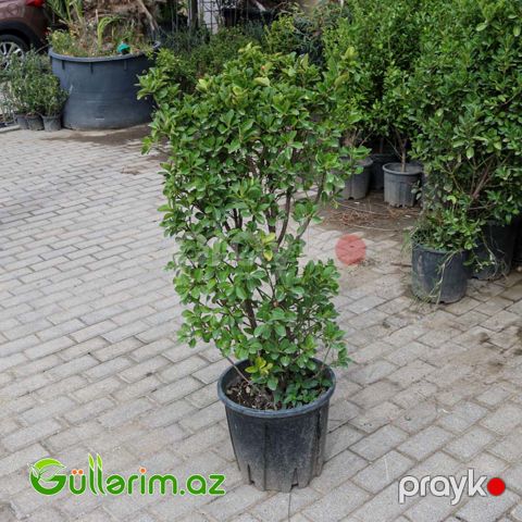 Pittosporum (Eveniums)