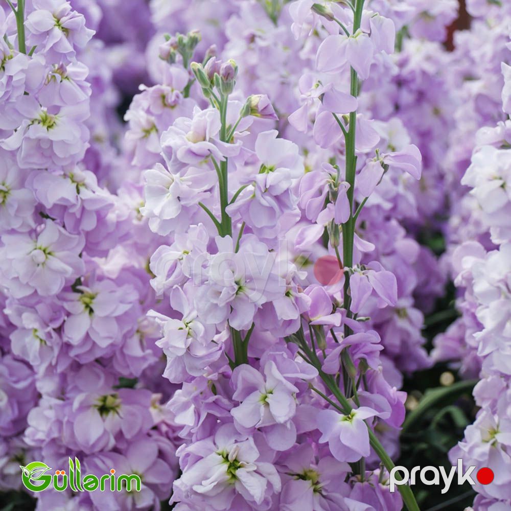 Matiuola (Matthiola) — Bitkilər, Bakı (4)