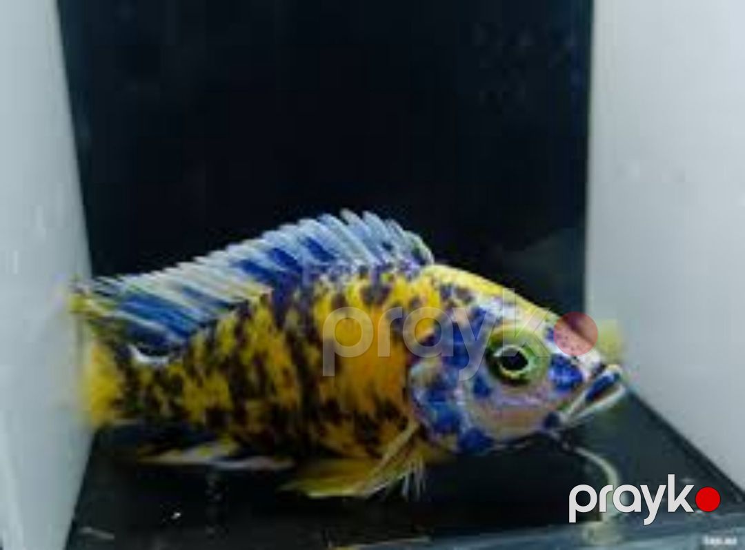 Akvarium balıqları — Akvariumlar və balıqlar, Bakı (5)