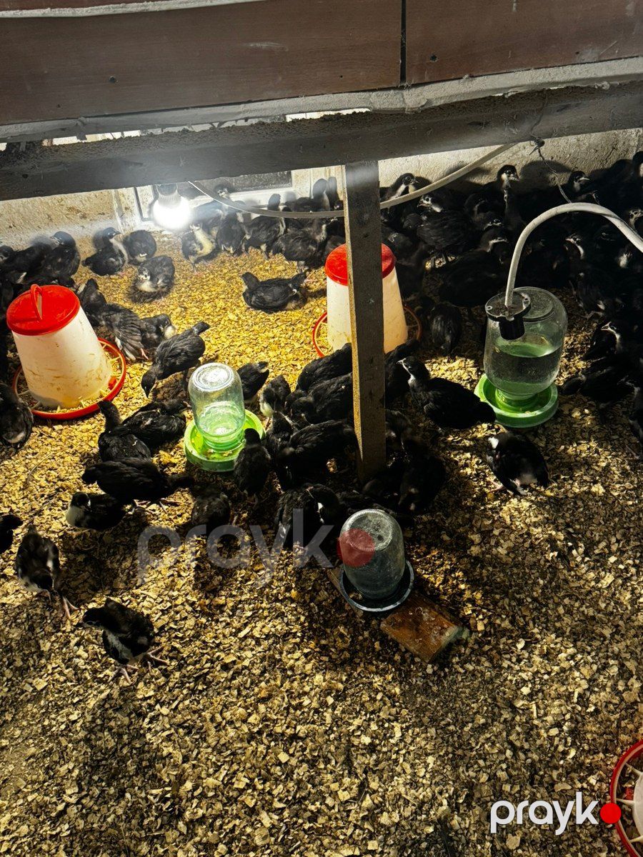 Avstralorp toyuqları — Quşlar, Bakı (11)