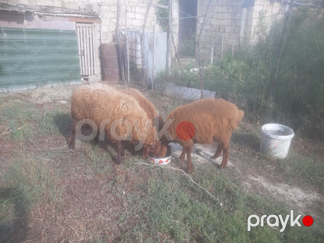 Qoyunlar — Kənd təsərrüfatı heyvanları, Bakı (3)