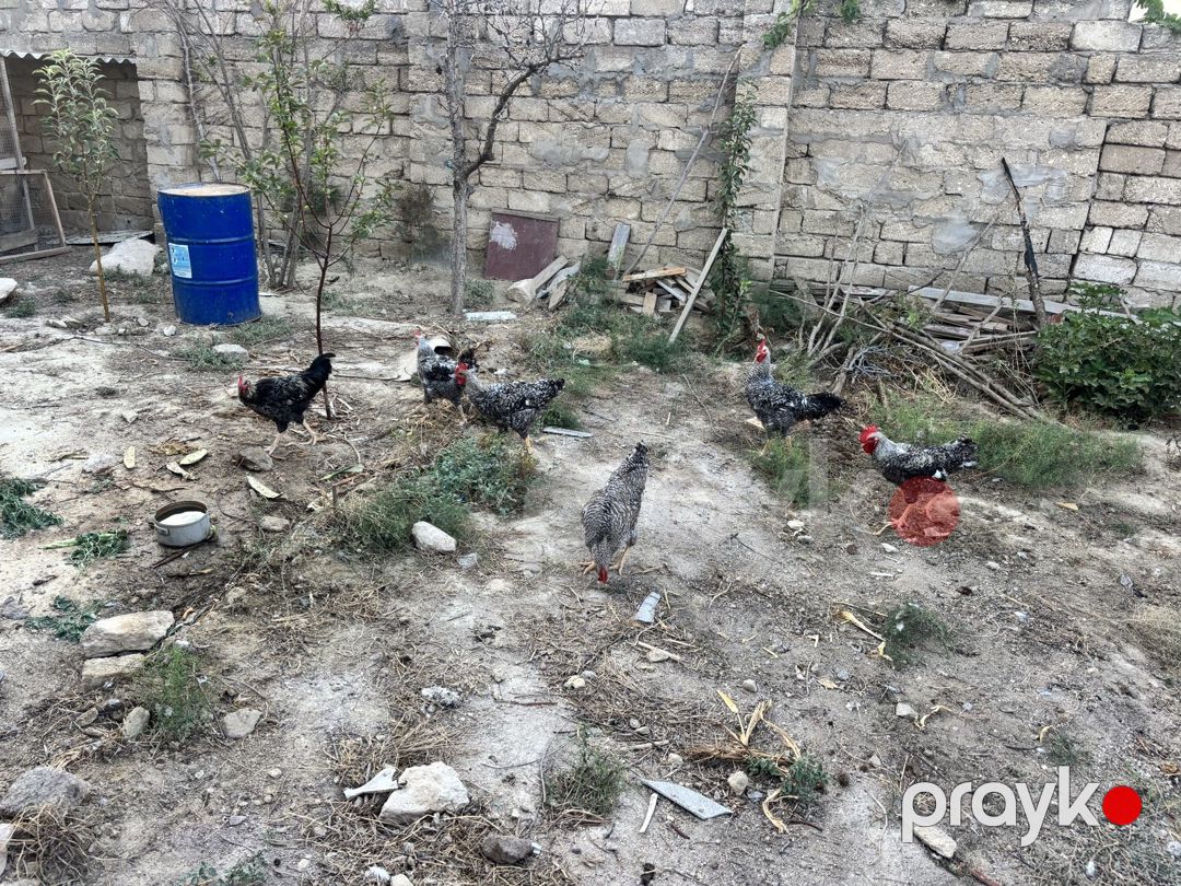 Xarkov xoruzları — Quşlar, Bakı (2)