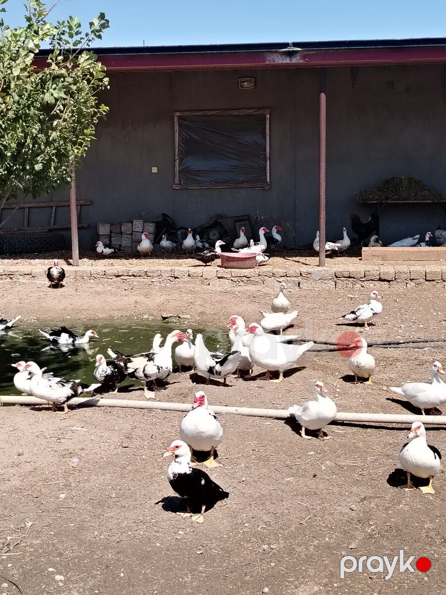 Lal ördək — Quşlar, Bakı (2)