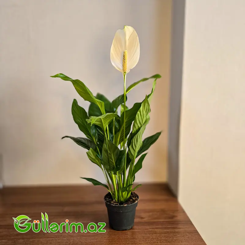 Spatifillum - Sülh Zanbağı (Spathiphyllum) — Bitkilər, Bakı (2)