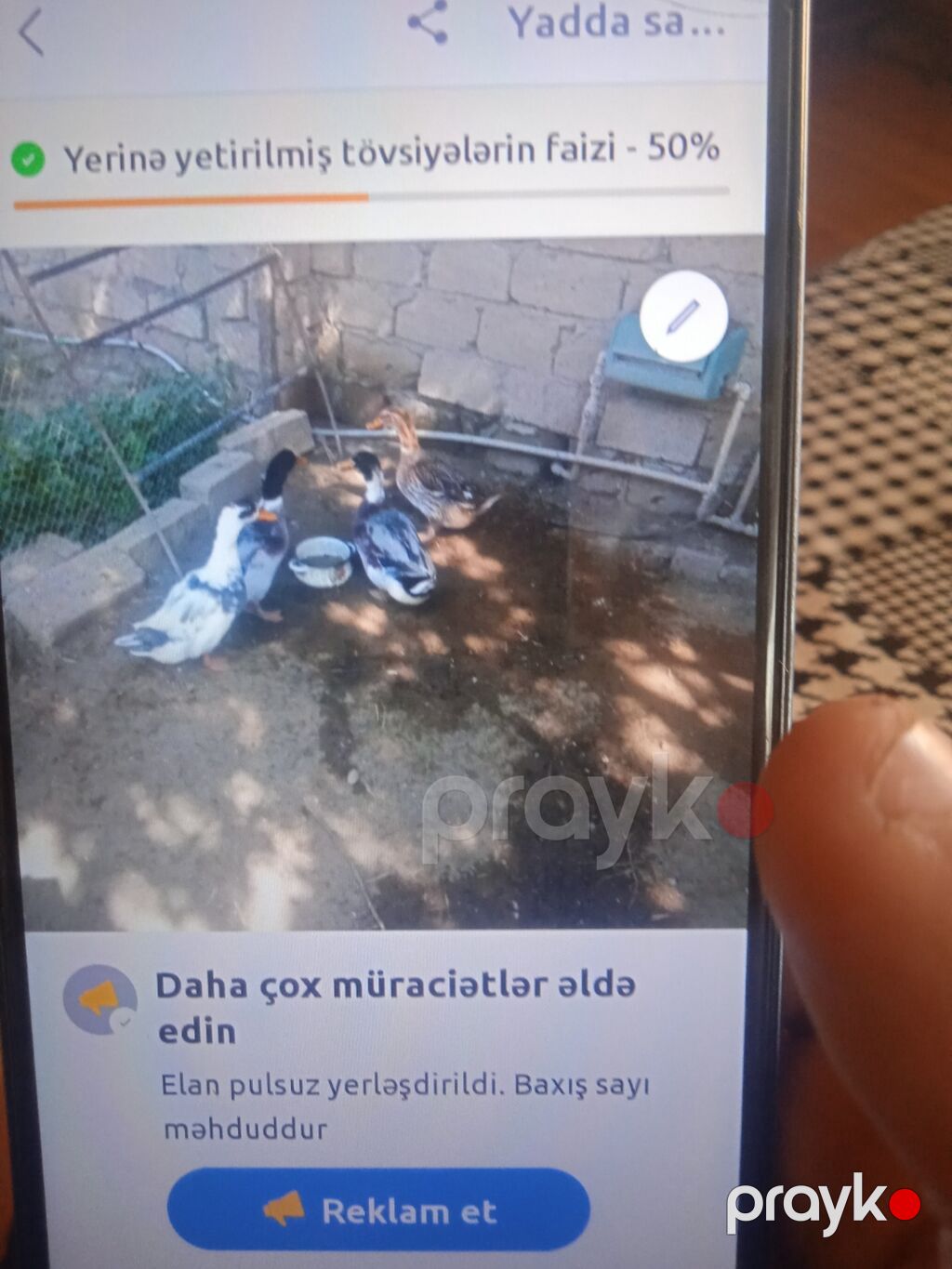 Məhsul: Səsli ördəklər (bir yerdə satılır) Təsvir: - 5 aylıq ördəklər — Digərləri, Digah (2)