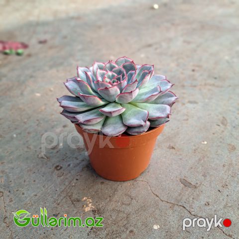 Sukulent Echeveria)