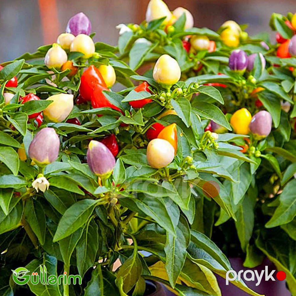 Bəzək bibəri (Capsicum annuum) — Bitkilər, Bakı (2)