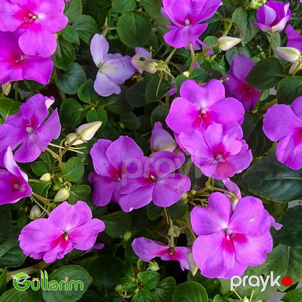 Balsamin (Impatiens walleriana) — Bitkilər, Bakı (4)