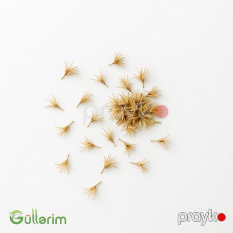 Qaylardiya - (Gaillardia) — Bakı