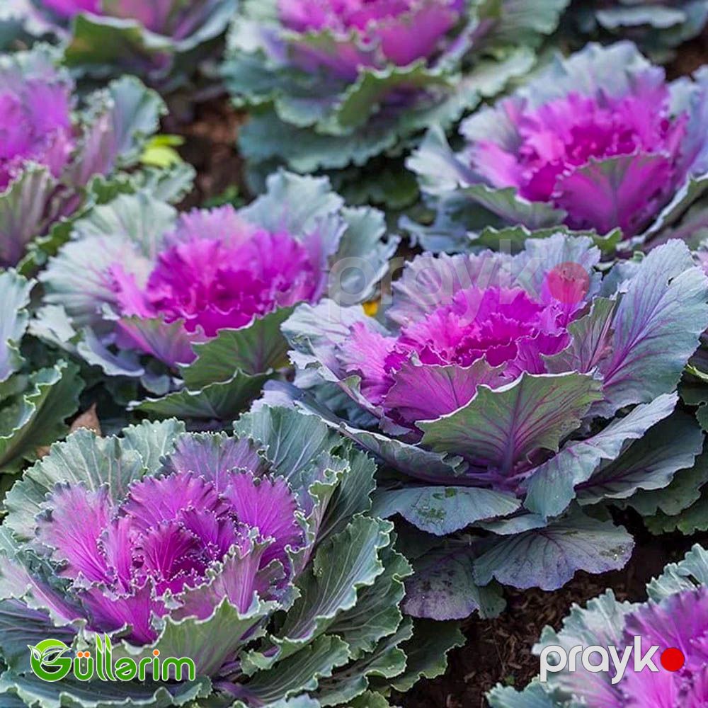 Dekorativ Kələm - (Brassica oleracea) — Bitkilər, Bakı (4)
