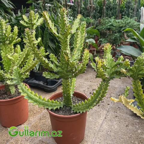 Euphorbia lactea variegata — Plants