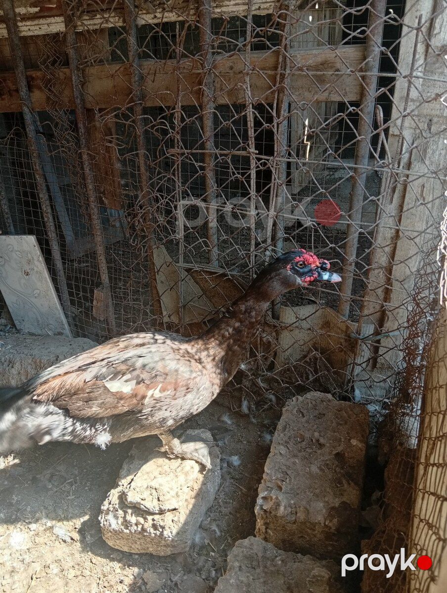 Xoruz və ördək — Quşlar, Bakı (2)