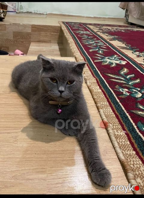 Şotland, Dişi, Cütləşmə üçün — Bakı