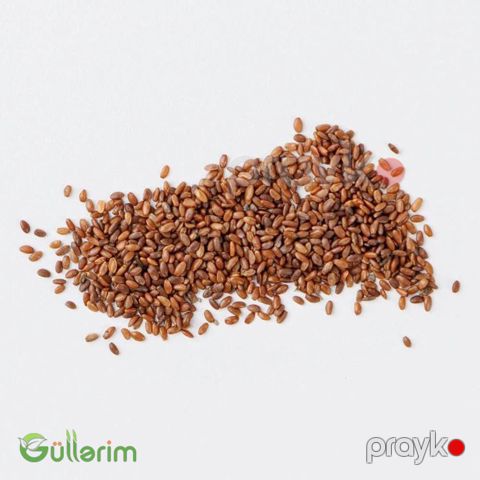 Zəng Gülü - (Campanula) — Bakı