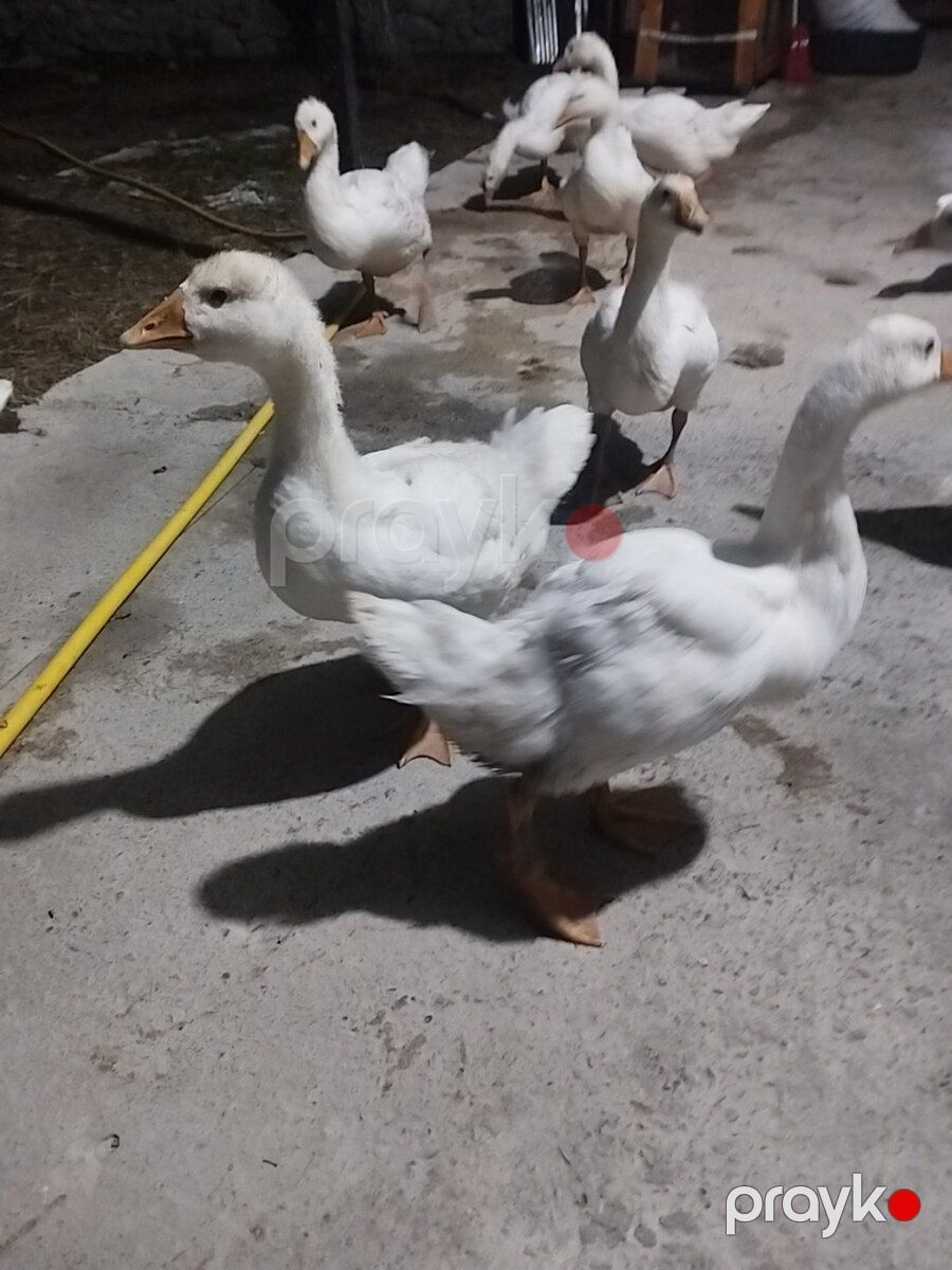 Linda kuban qazları — Quşlar, Şəki (4)