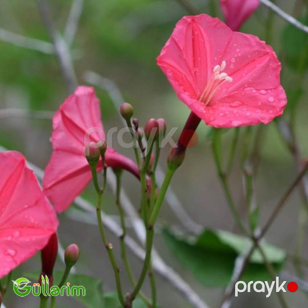 İpomeya Kvamoklit (Ipomoea quamoclit) — Bitkilər, Bakı (5)