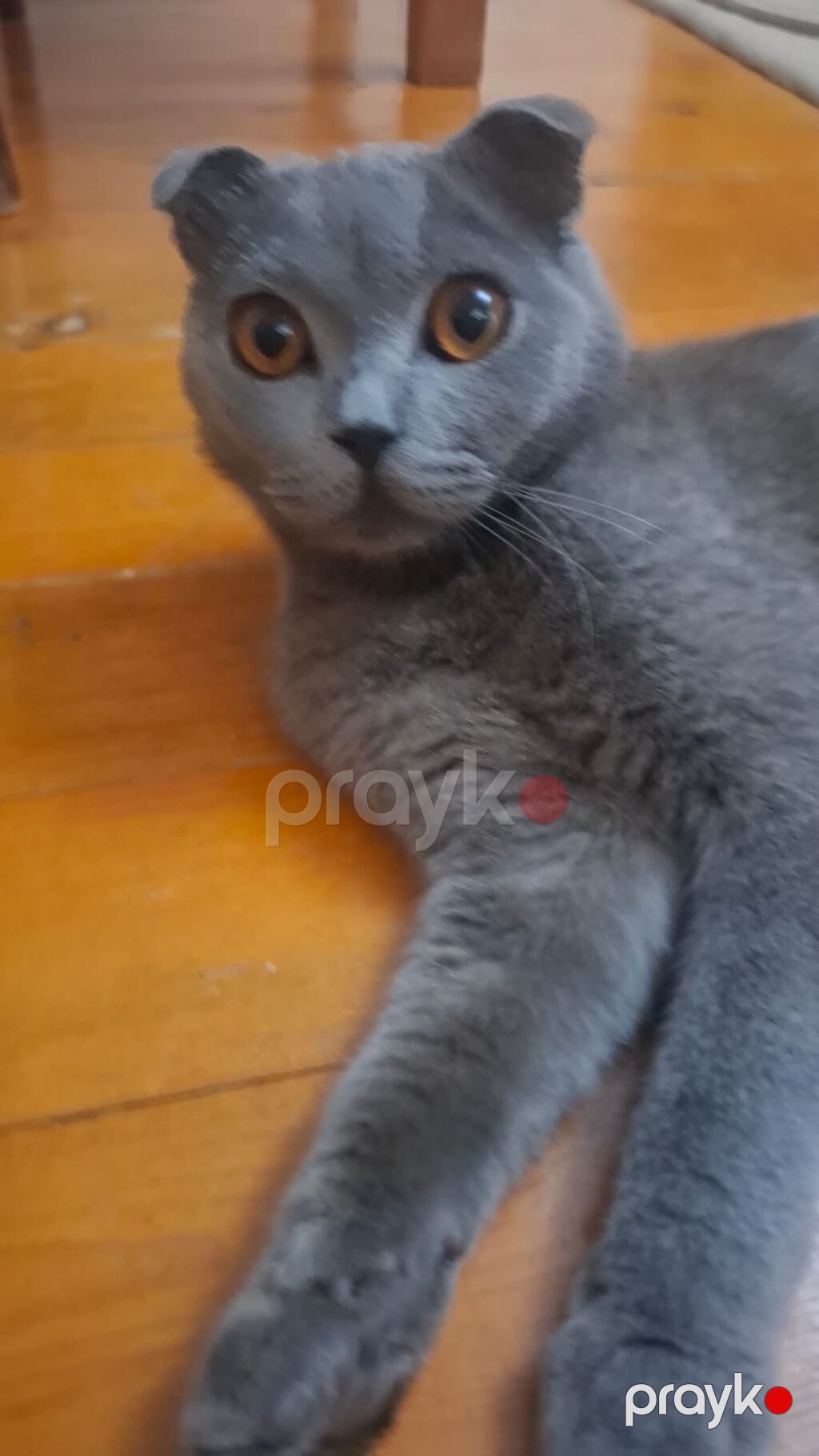 Şotland yastı qulaq, Erkək — Pişiklər, Bakı (2)